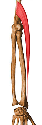 Muscle brachio-radial