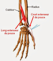 Muscle court extenseur du pouce