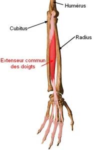 Muscle extenseur des doigts