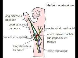 Tabatière anatomique