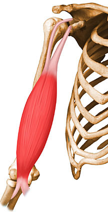 Muscle biceps brachial