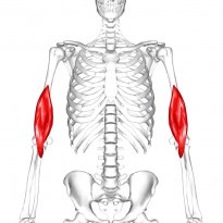 Muscle brachial antérieur