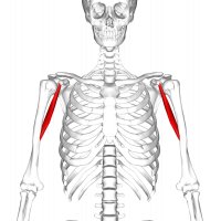 Muscle coraco-brachial