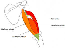 Chefs du triceps brachial