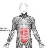 Muscle droit de l'abdomen