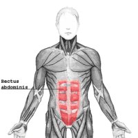 Muscle droit de l'abdomen