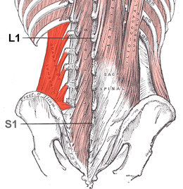 Muscle carré des lombes