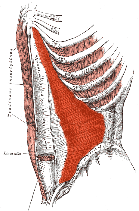 Muscle transverse