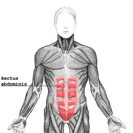 Muscle droit de l'abdomen
