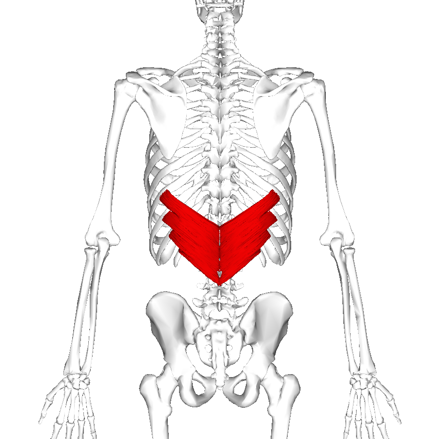 Muscle dentelé postero-inférieur