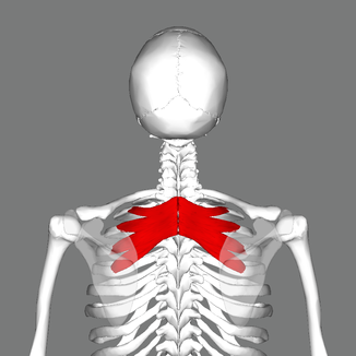 Muscle dentelé postéro-supérieur