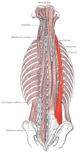 Muscle longissimus