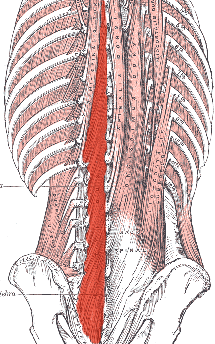 Muscle multifides