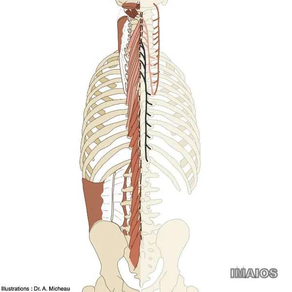 Muscle semi-épineux