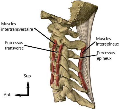 Muscles intertransversaires