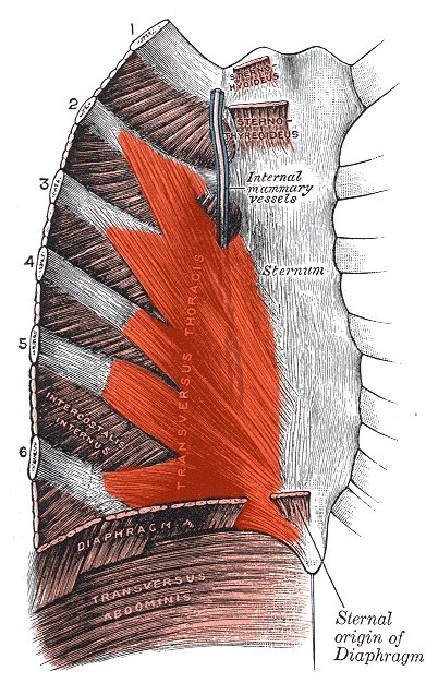 Muscle thoracique transverse