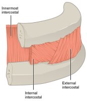 Muscles intercostaux