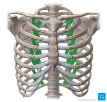 Muscles subcostaux
