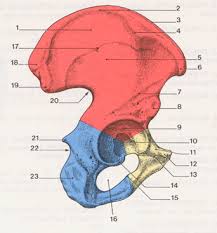Os coxal
