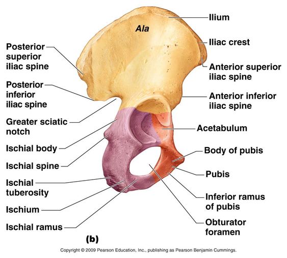 Os coxal face externe