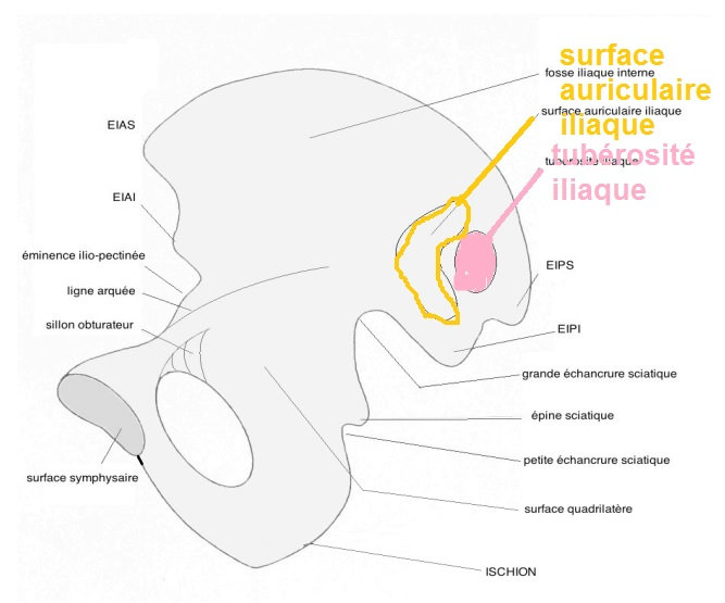 Os coxal face interne