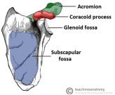 Scapula