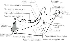 Vue interne mandibule