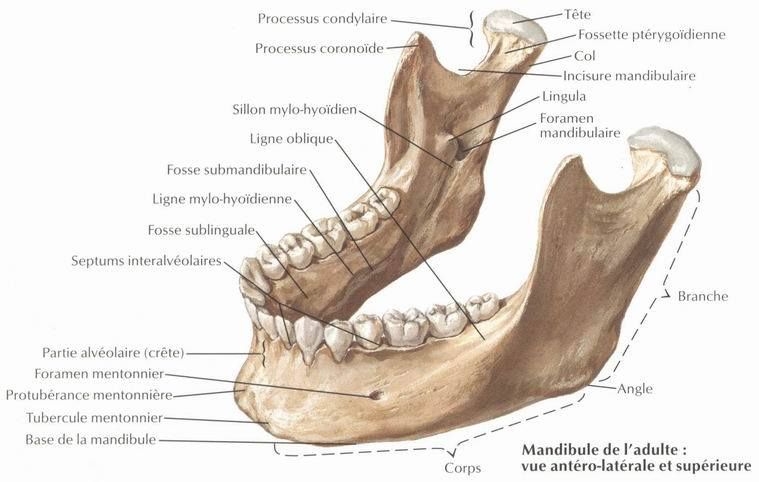 Muscle masséter — Wikipédia