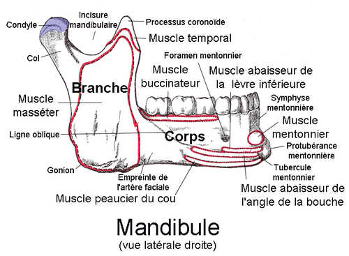 Vue externe mandibule