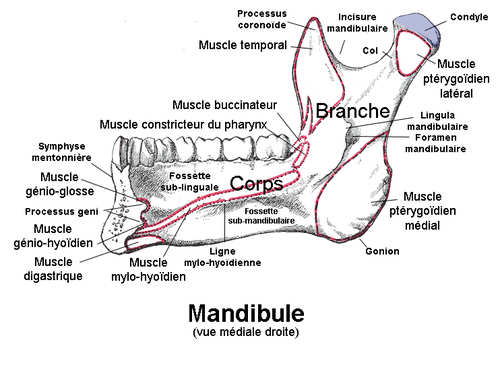 Vue interne mandibule