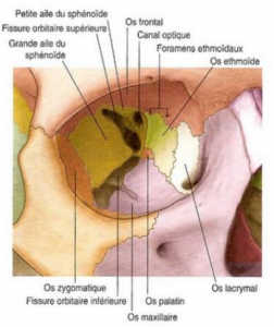 Os de l'orbite