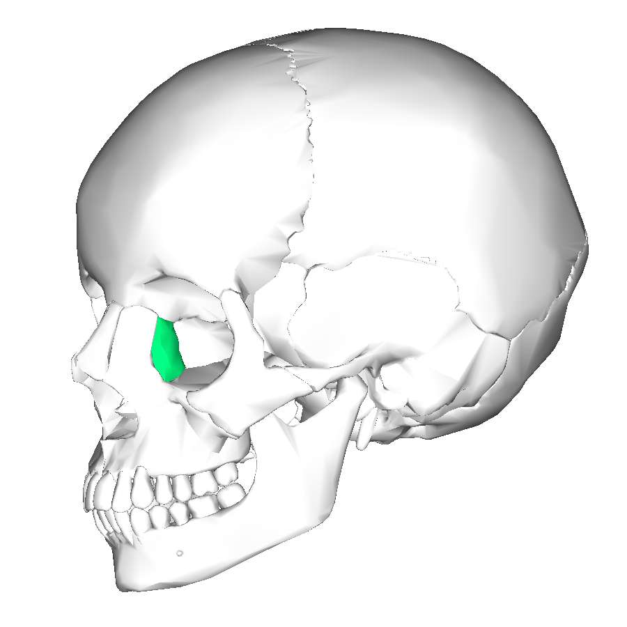 Os lacrymal