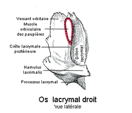 insertions musculaires de l'os lacrymal