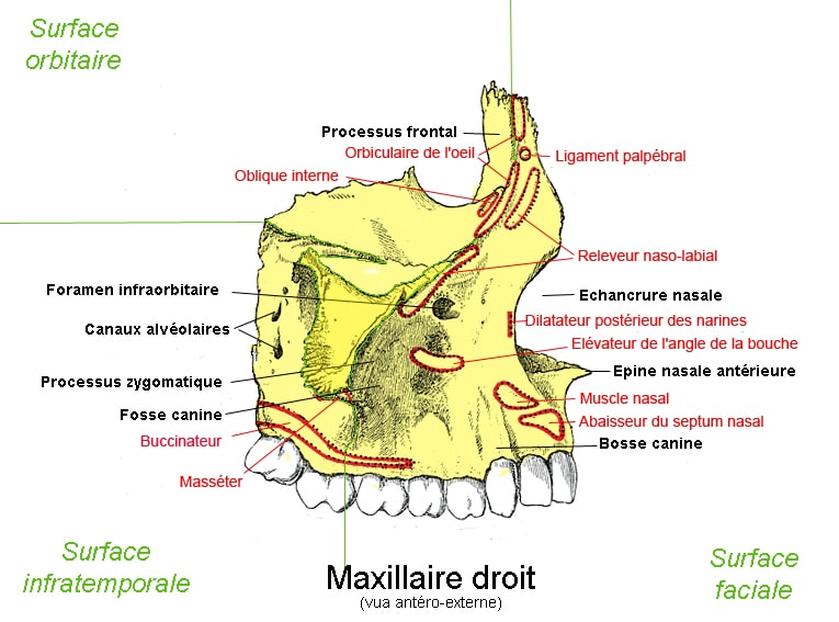 Vue latérale os maxillaire droit
