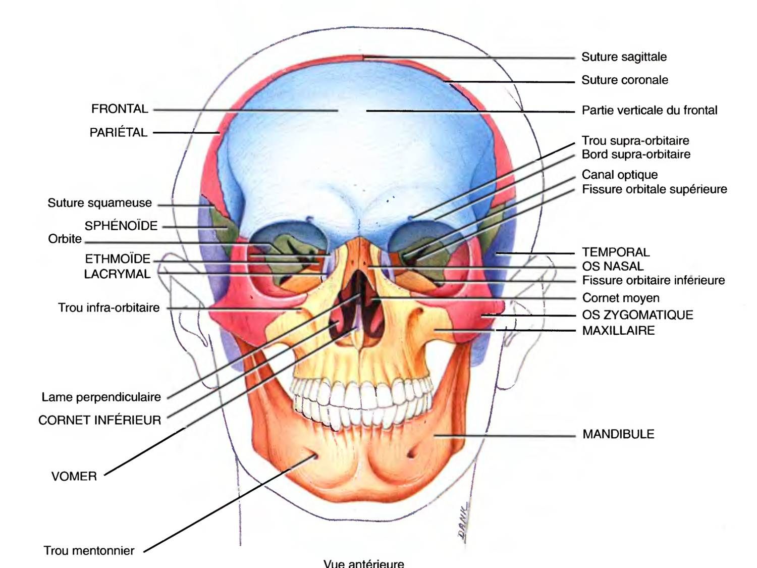 Muscle masséter — Wikipédia