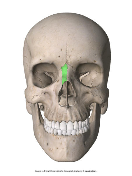 Os nasal