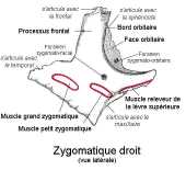 insertions musculaires du zygomatique