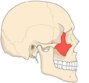 os zygomatique vue latérale
