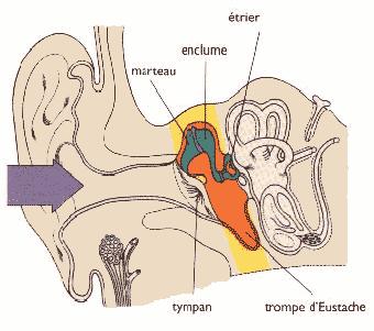 Oreille moyenne
