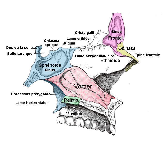 Vue latérale de l'ethmoïde