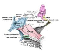 Vue latérale de l'ethmoïde