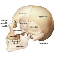 Vue latérale du crâne