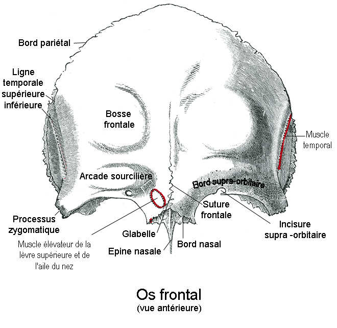 Vue verticale et exocrânienne de l'os frontal