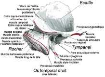 vue exocrânienne de l'os temporal