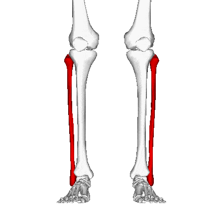 Os fibula