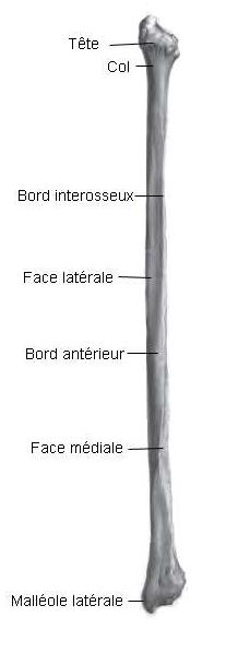 Structure de la fibula