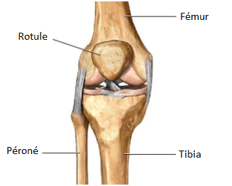 Os patella