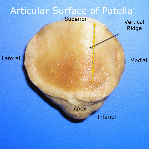 Face postérieure de la patella