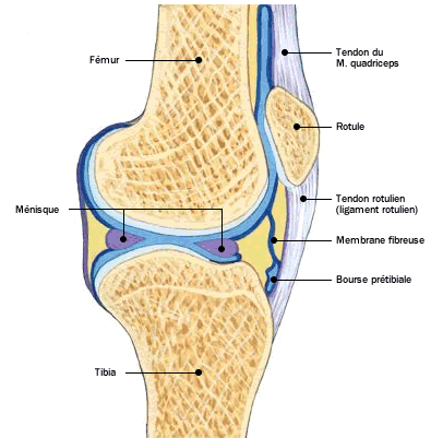 Os patella, vue de profil