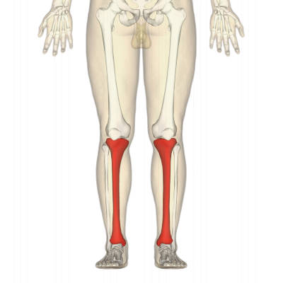 Os tibia